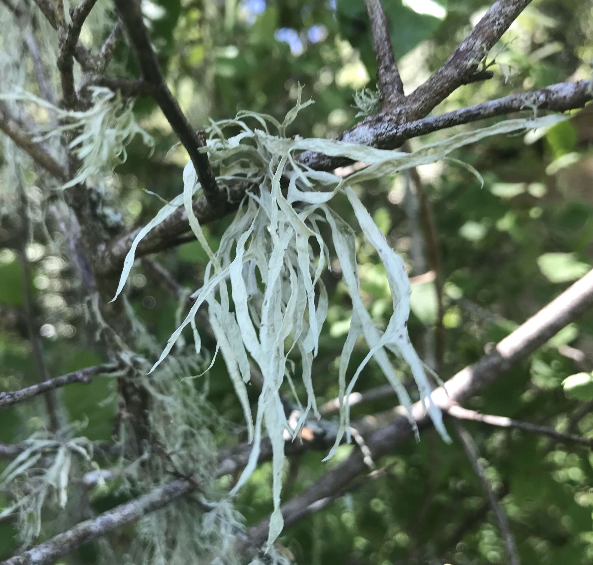 Imagem de Ramalina subleptocarpha Rundel & Bowler