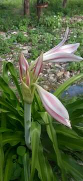 Image of Crinum latifolium L.