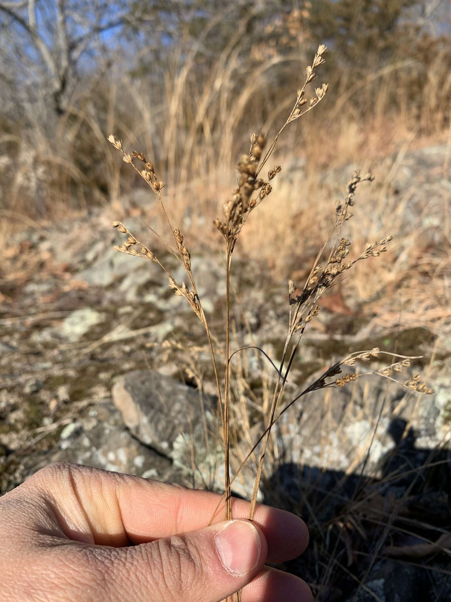 Image de Juncus secundus Beauv. ex Poir.