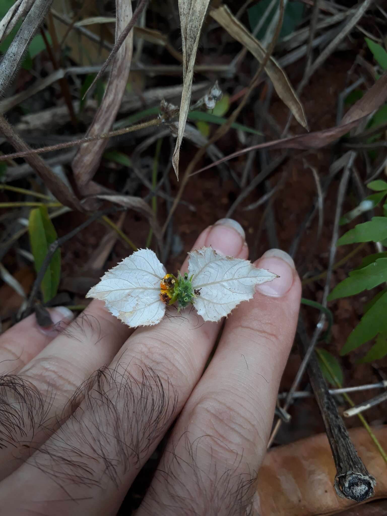 Image of Dalechampia caperonioides Baill.