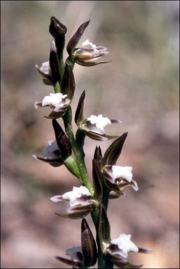 Imagem de Prasophyllum brevilabre (Lindl.) Hook. fil.