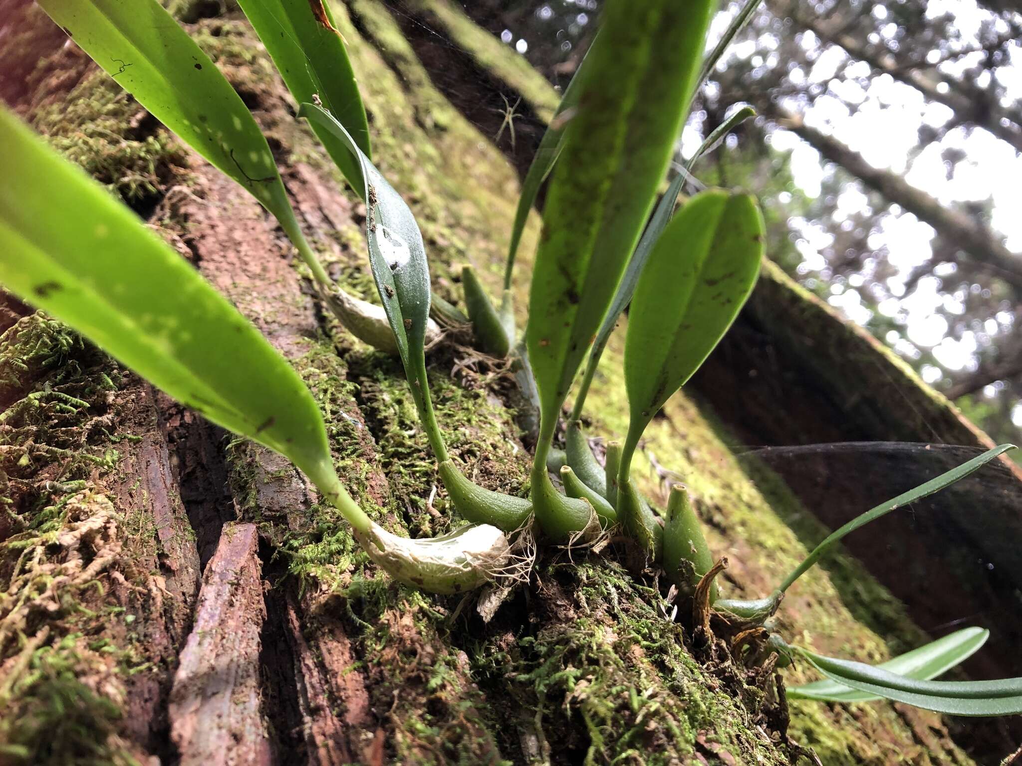 Image of Bulbophyllum pectinatum Finet