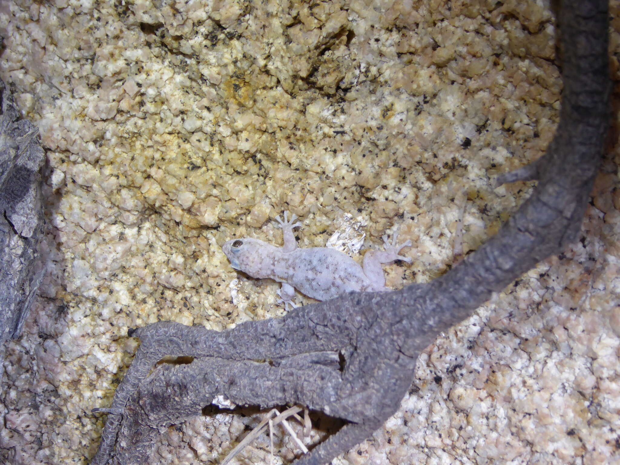 Image of San Lucan  Gecko