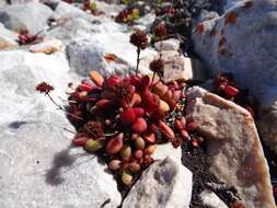 Image of <i>Crassula <i>atropurpurea</i></i> var. atropurpurea