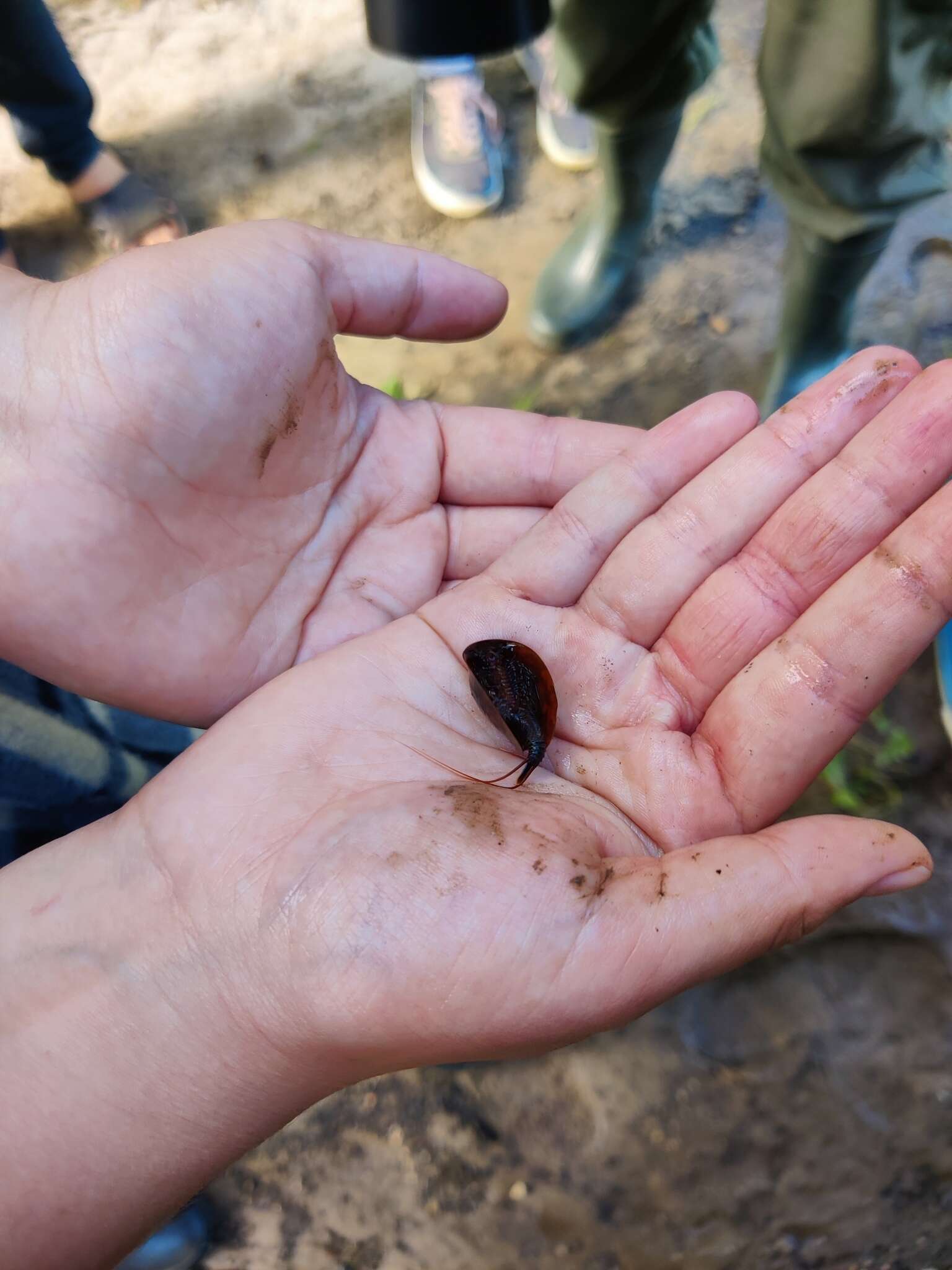 Image of Tadpole shrimp