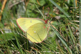 Image of <i>Colias palaeno europomene</i> Ochsenheimer 1816