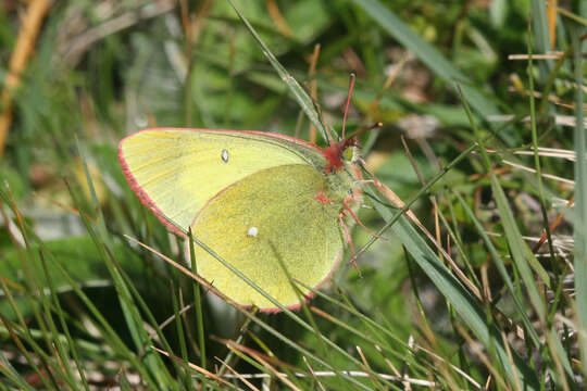 Image de <i>Colias palaeno europomene</i> Ochsenheimer 1816