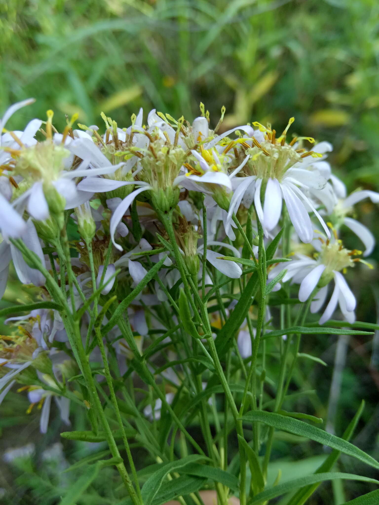 Plancia ëd Galatella sedifolia (L.) Greuter