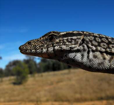 Image of Varanus tristis orientalis Fry 1913