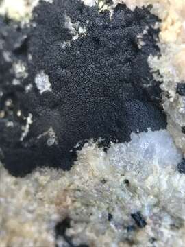 Image of Sea Star Lichen