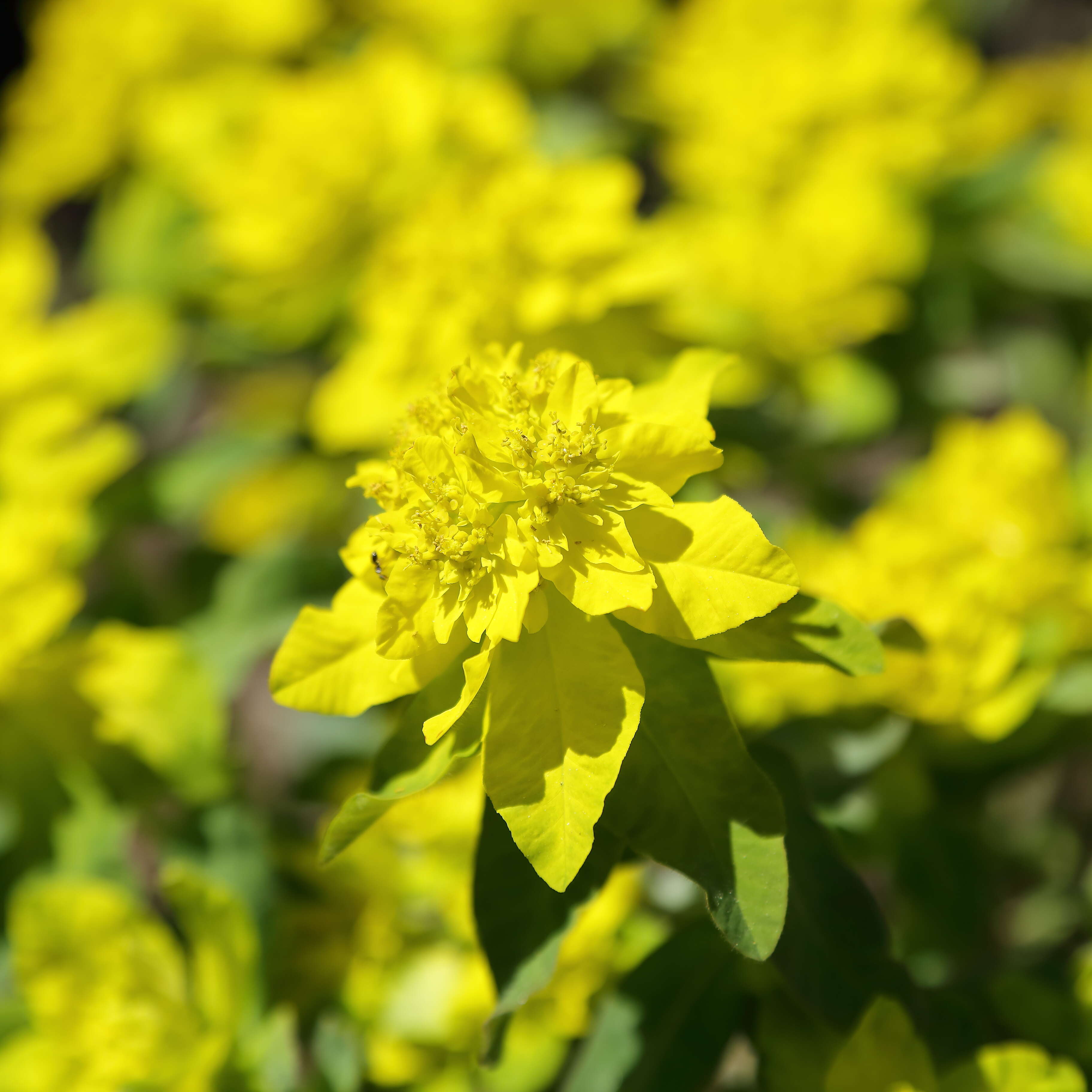 Euphorbia epithymoides L. resmi