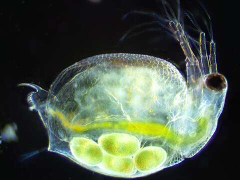 Image of Water flea