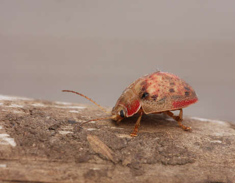 صورة <i>Paropsis charybdis</i>