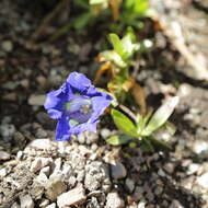 Image of Stemless Gentian