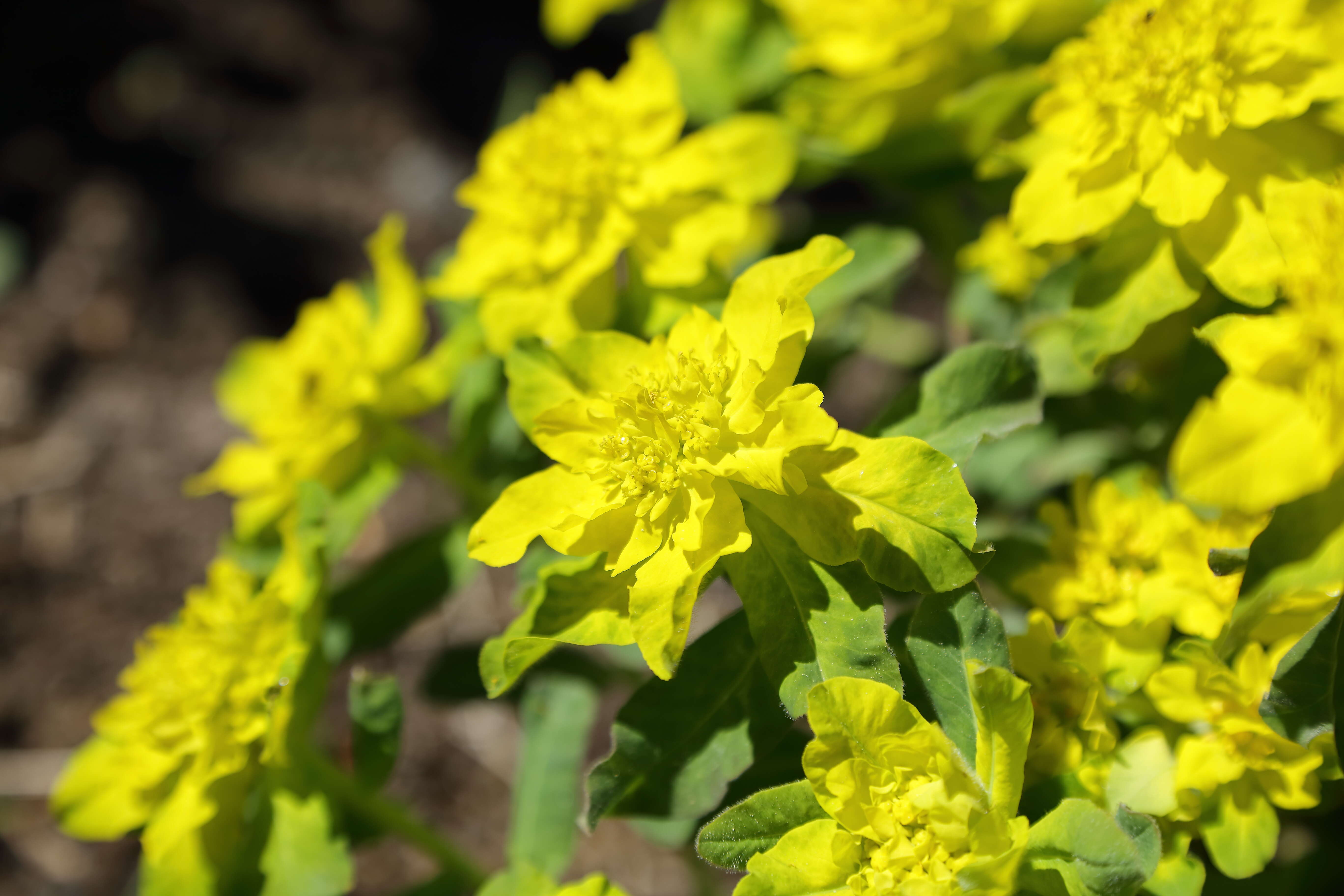 Image of cushion spurge