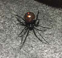 Image of Northern Black Widow