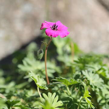 Image of Geranium subcaulescens L'Hér. ex DC.