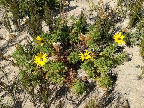 Image of Ursinia chrysanthemoides (Less.) Harv.