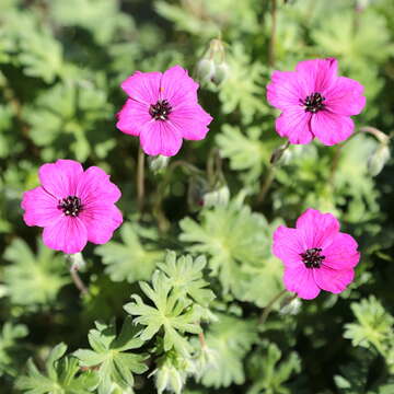 Image of Geranium subcaulescens L'Hér. ex DC.