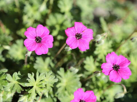 Image of Geranium subcaulescens L'Hér. ex DC.