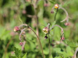 Image of Water Avens