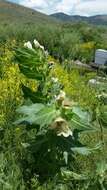 Image of black henbane