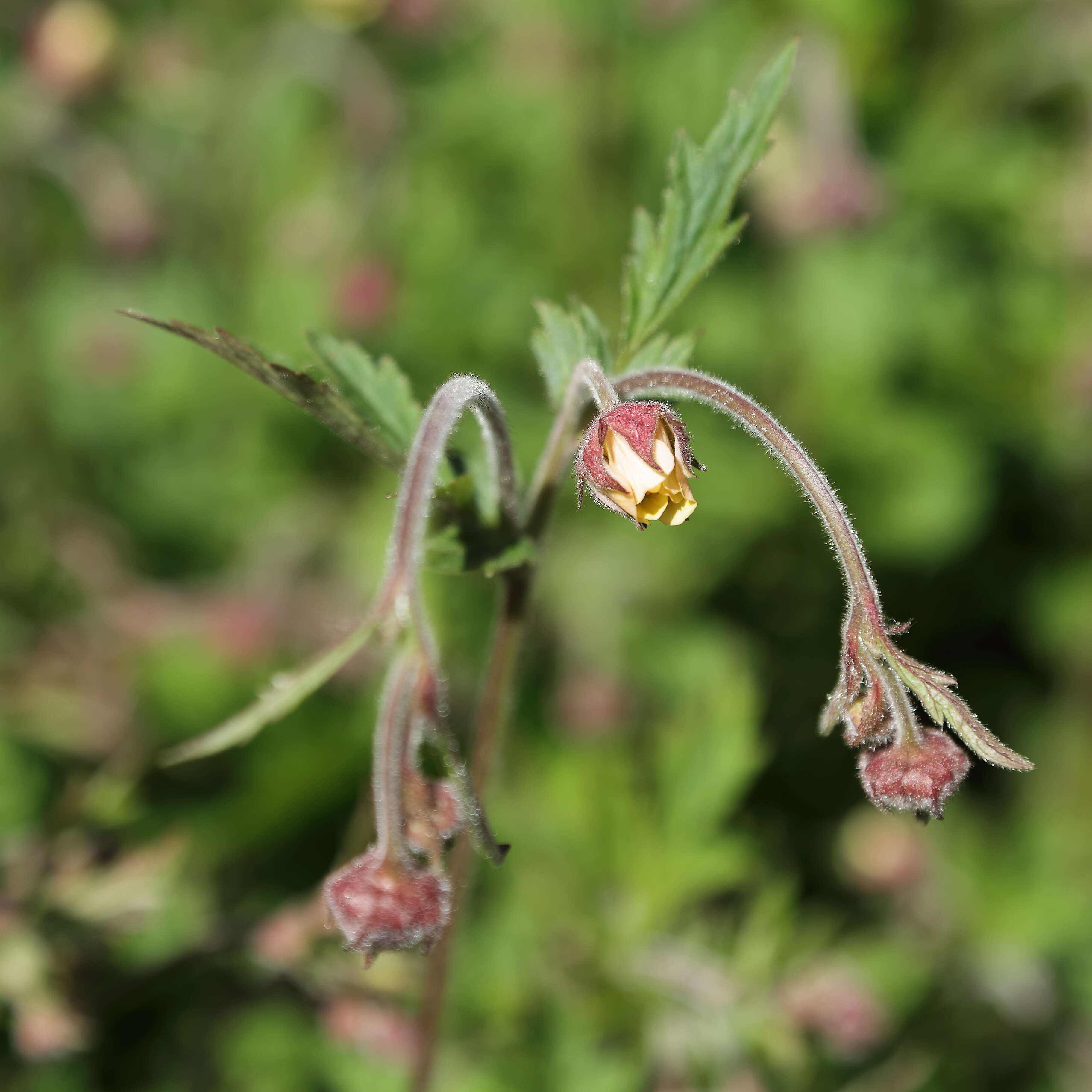 Image of Water Avens