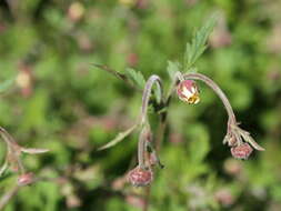 Image of Water Avens