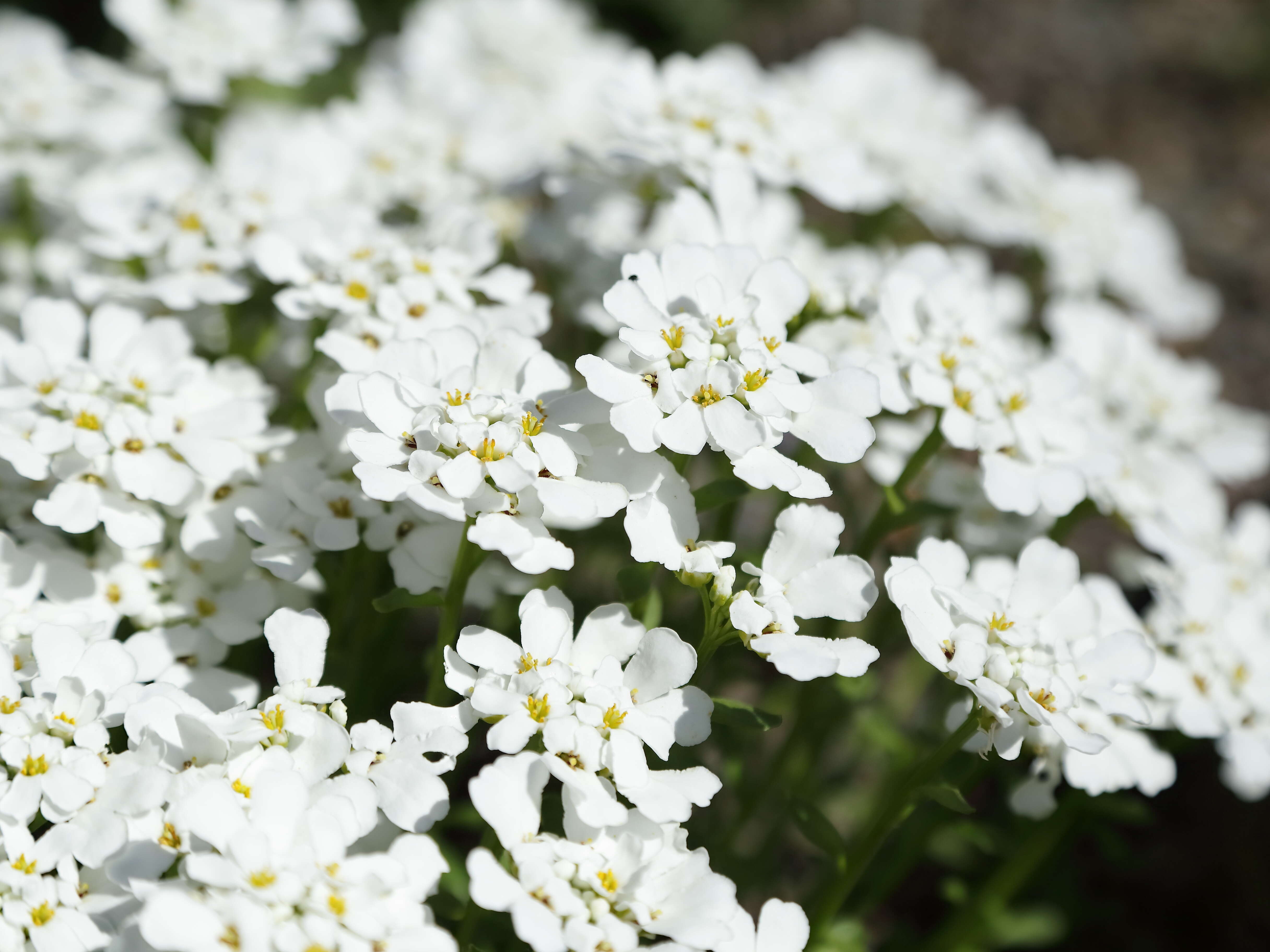 Imagem de Iberis sempervirens L.