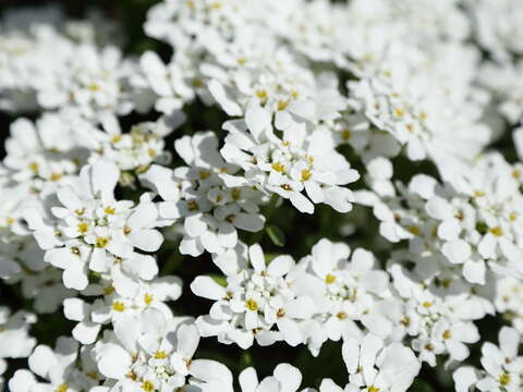 Imagem de Iberis sempervirens L.