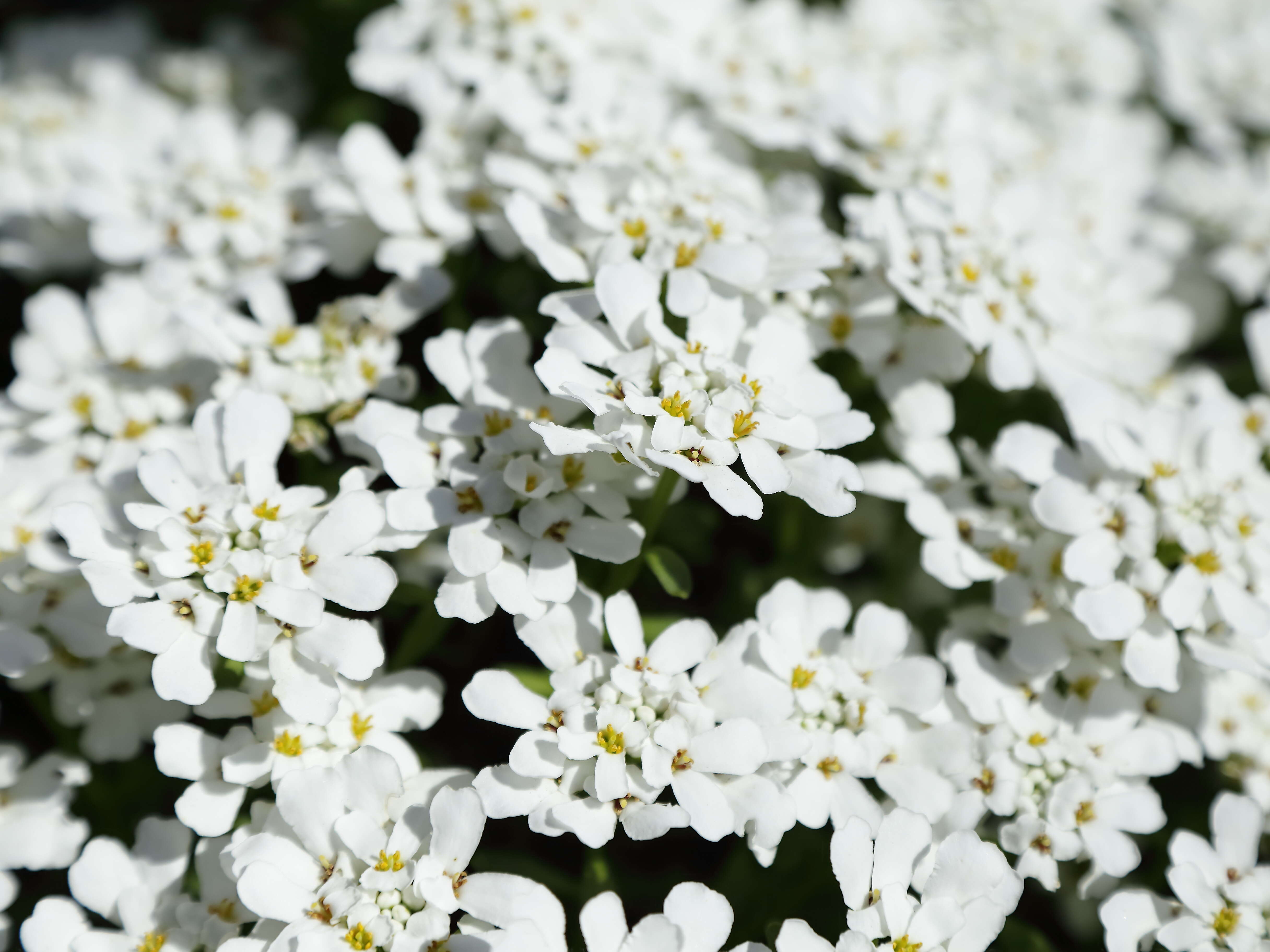 Plancia ëd Iberis sempervirens L.