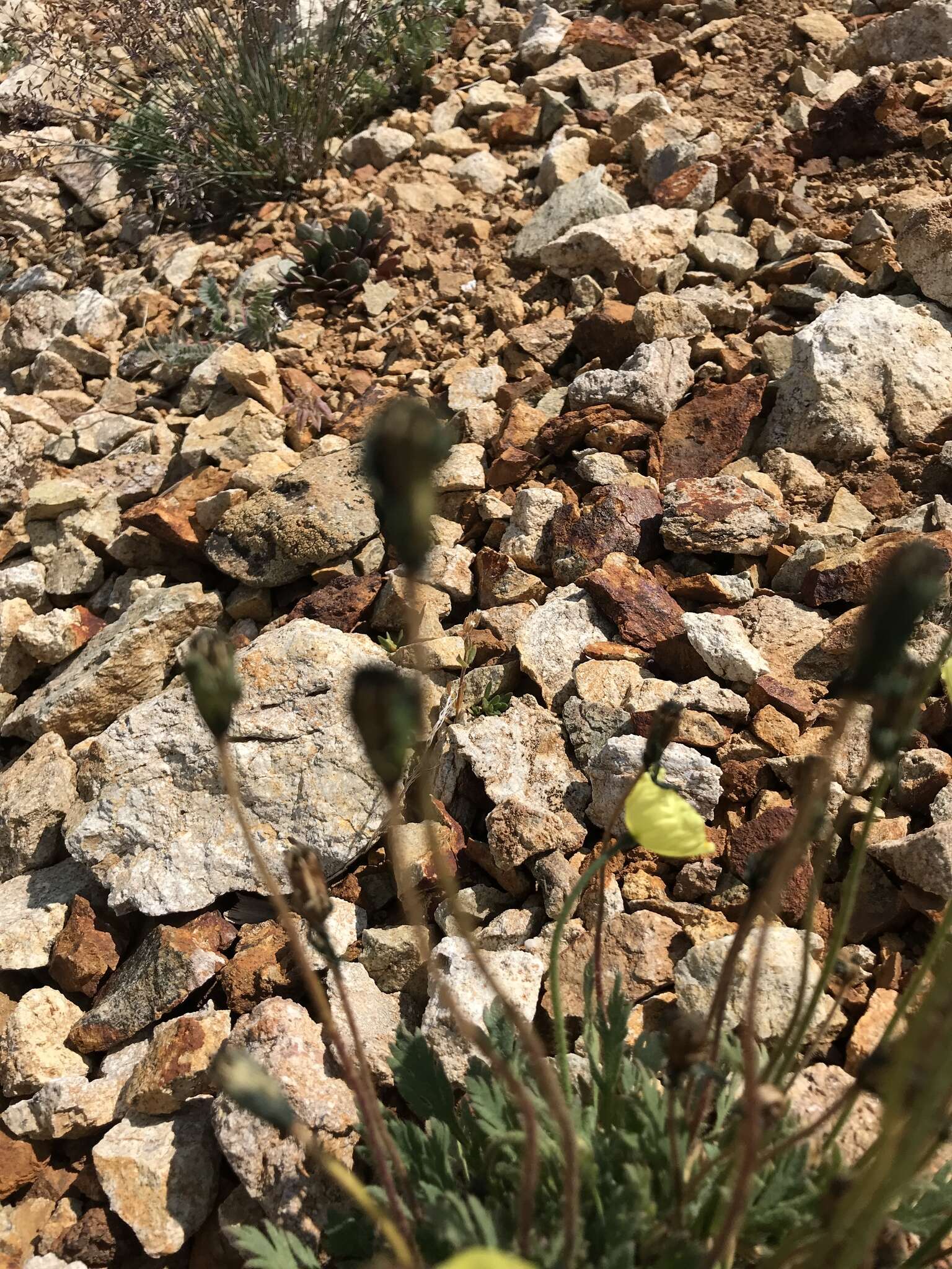 Image of Papaver radicatum subsp. kluanense