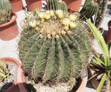 Image of Cactus