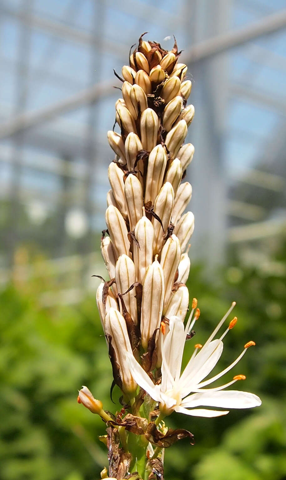 Image of White asphodel