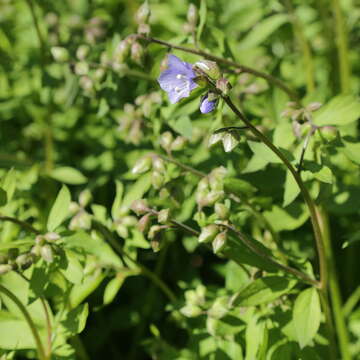 Image of Greek valerian