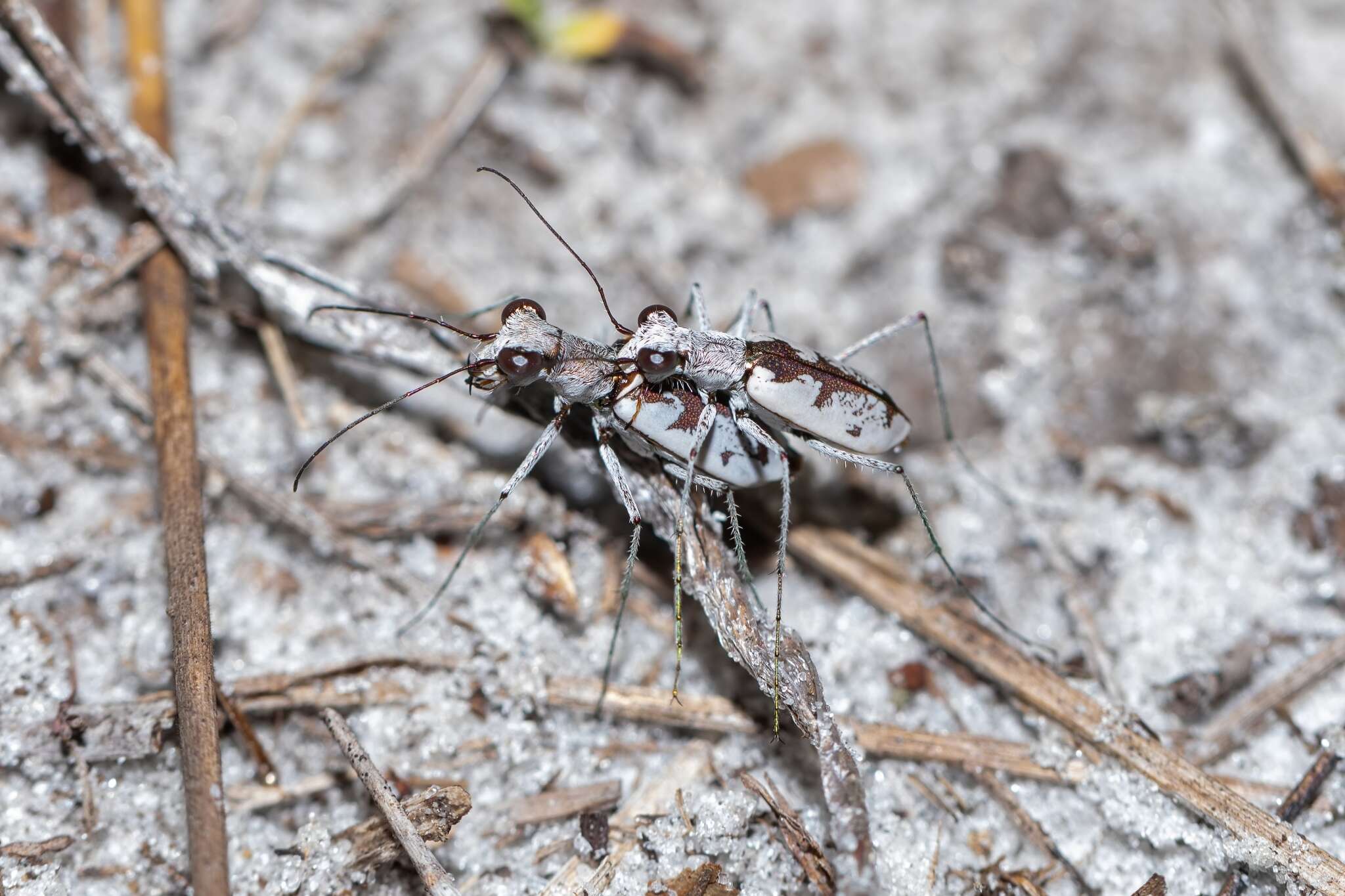 Image of Moustached Tiger Beetle