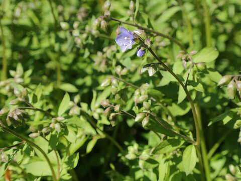 Image of Greek valerian