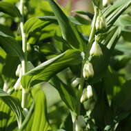 Image of Common Solomon’s-seal