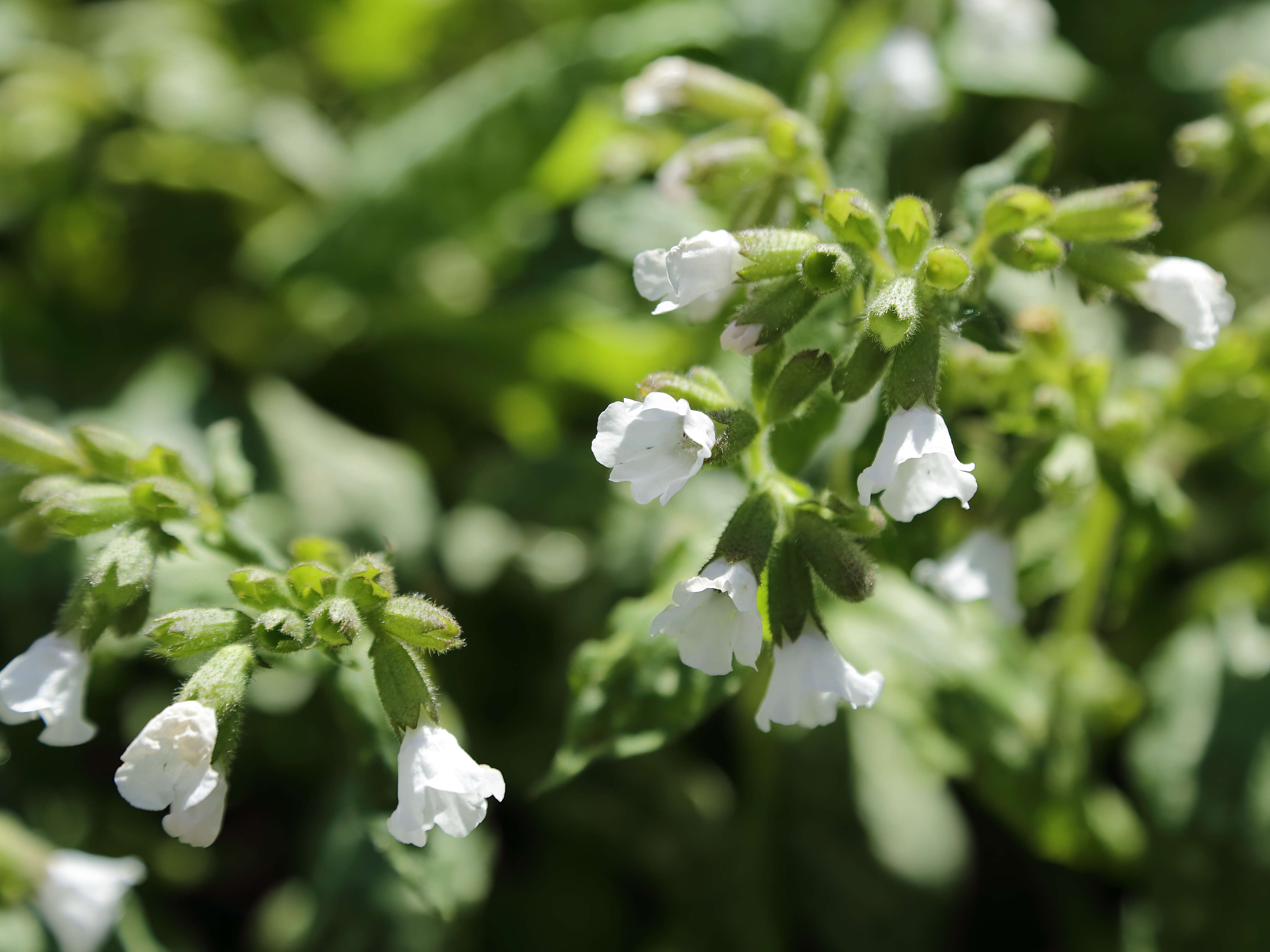 Image of Lungwort