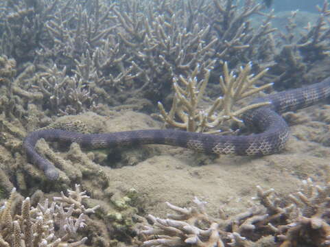 Image of Reef shallows seasnake