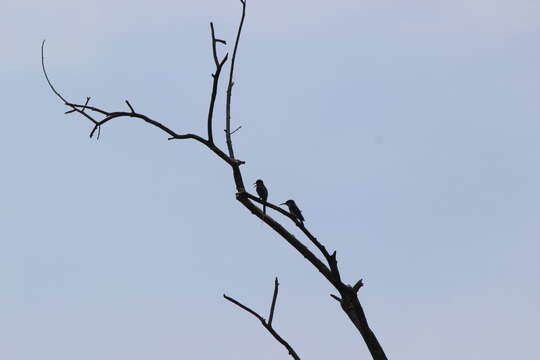 Image of Blue-throated Bee-eater