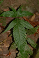 Image of Three-Leaf Halberd Fern