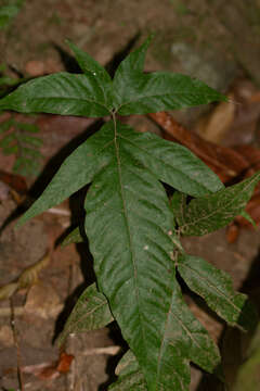 Image of Three-Leaf Halberd Fern