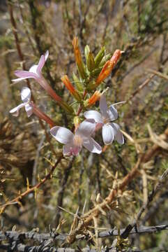 Image of Acanthogilia