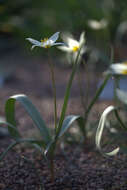 Image de Tulipa biflora Pall.