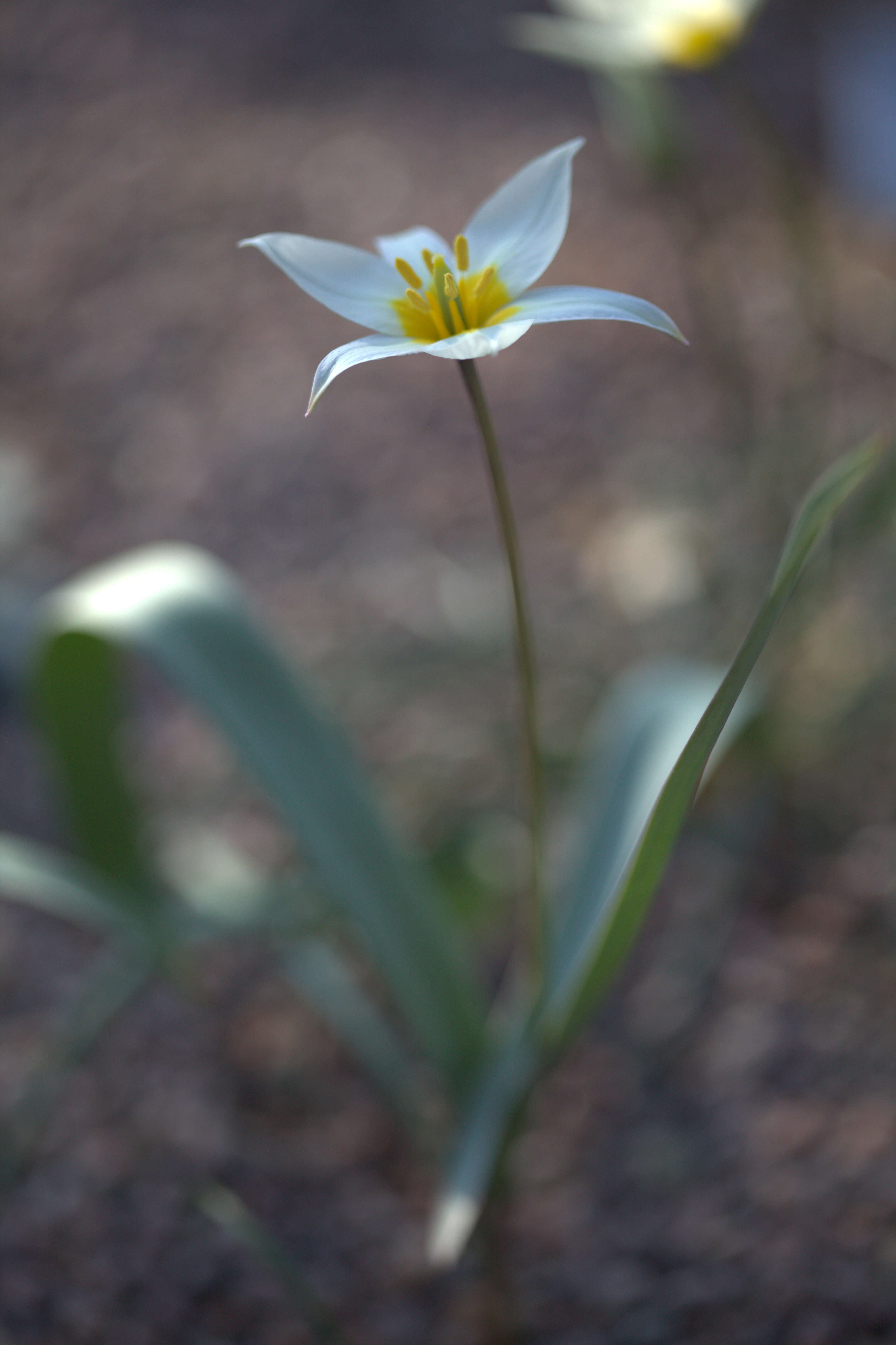 Image de Tulipa biflora Pall.