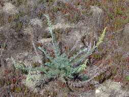 Image of beach wormwood