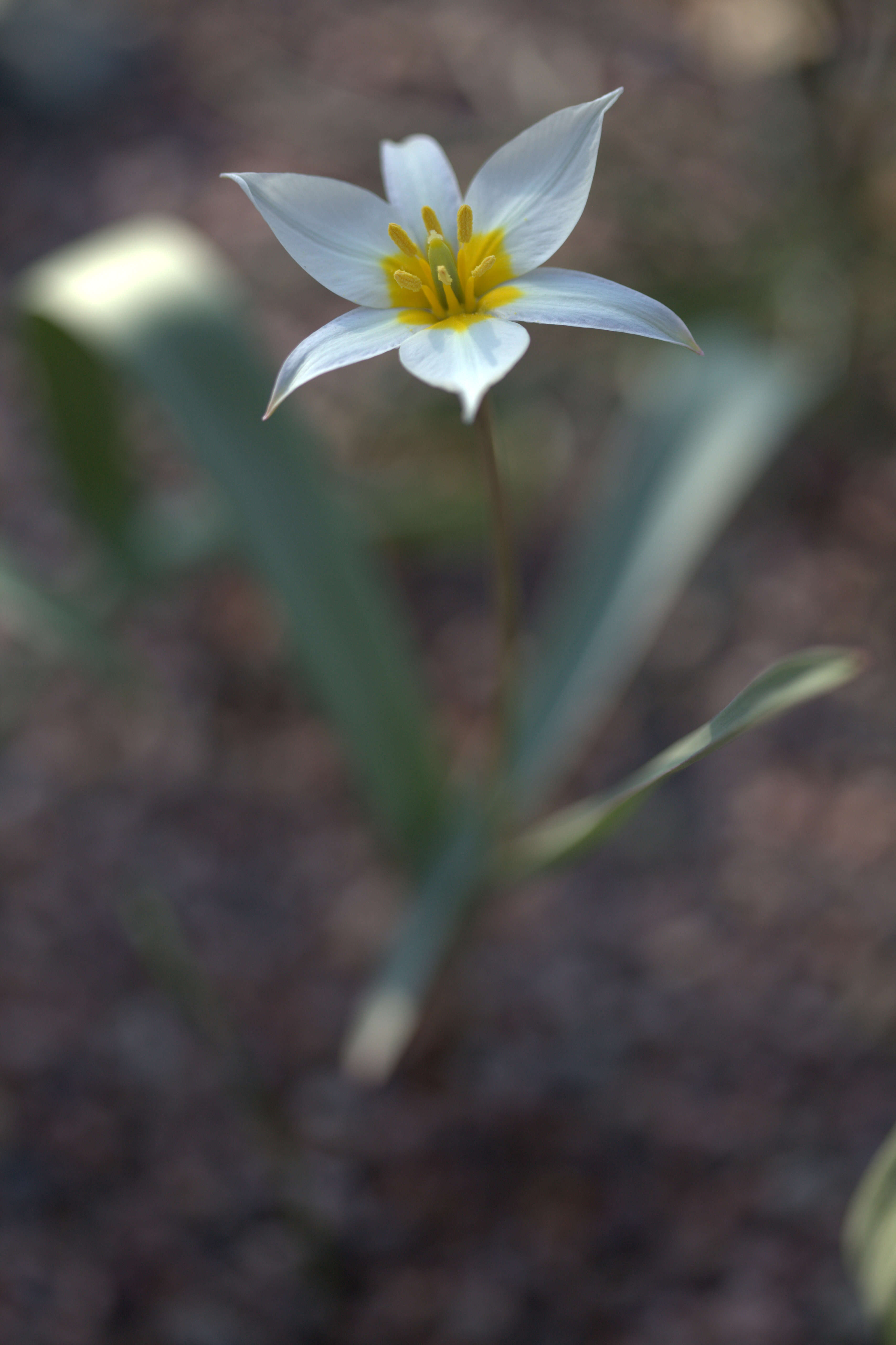 Image de Tulipa biflora Pall.