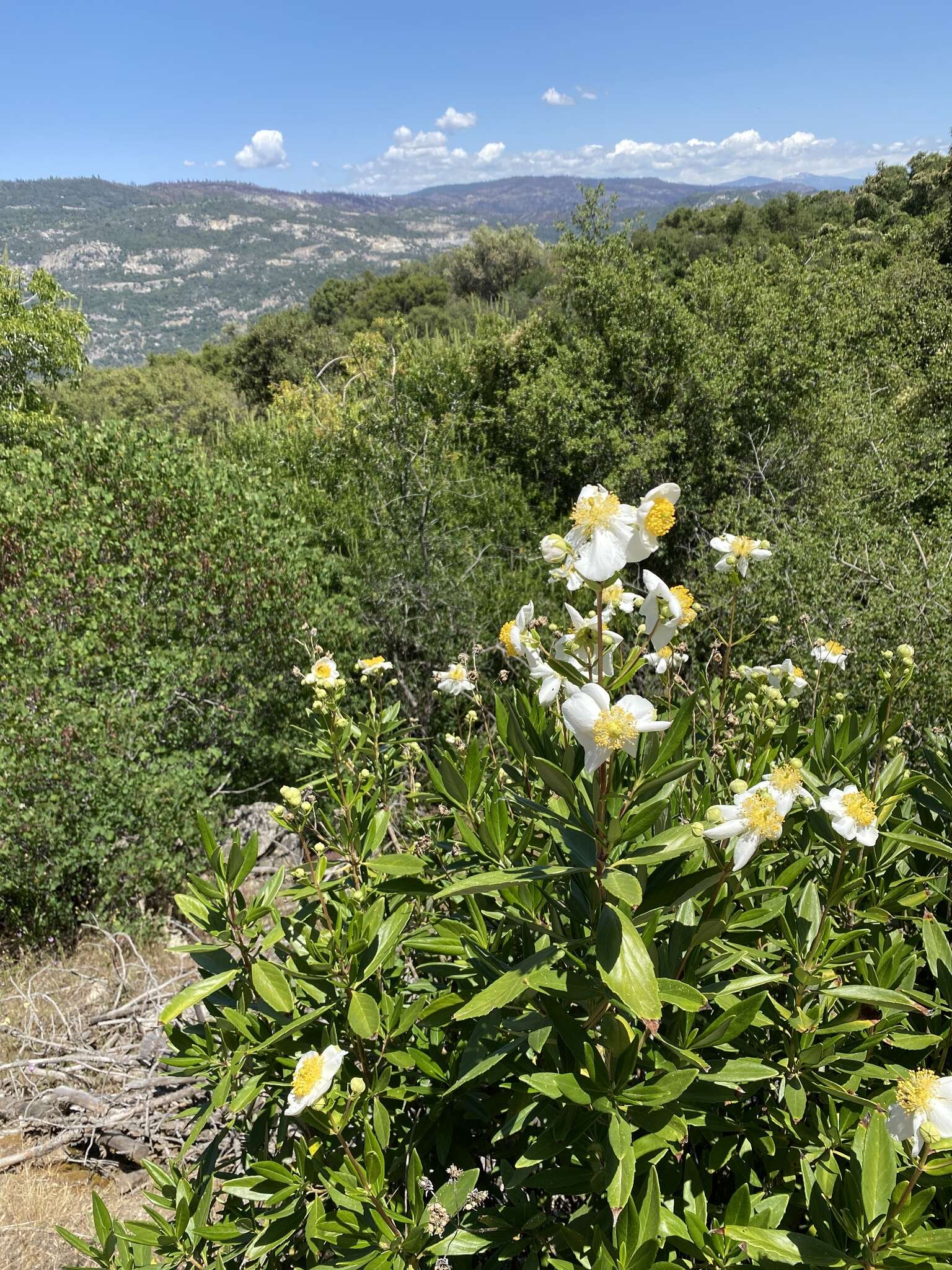 Image of tree anemone