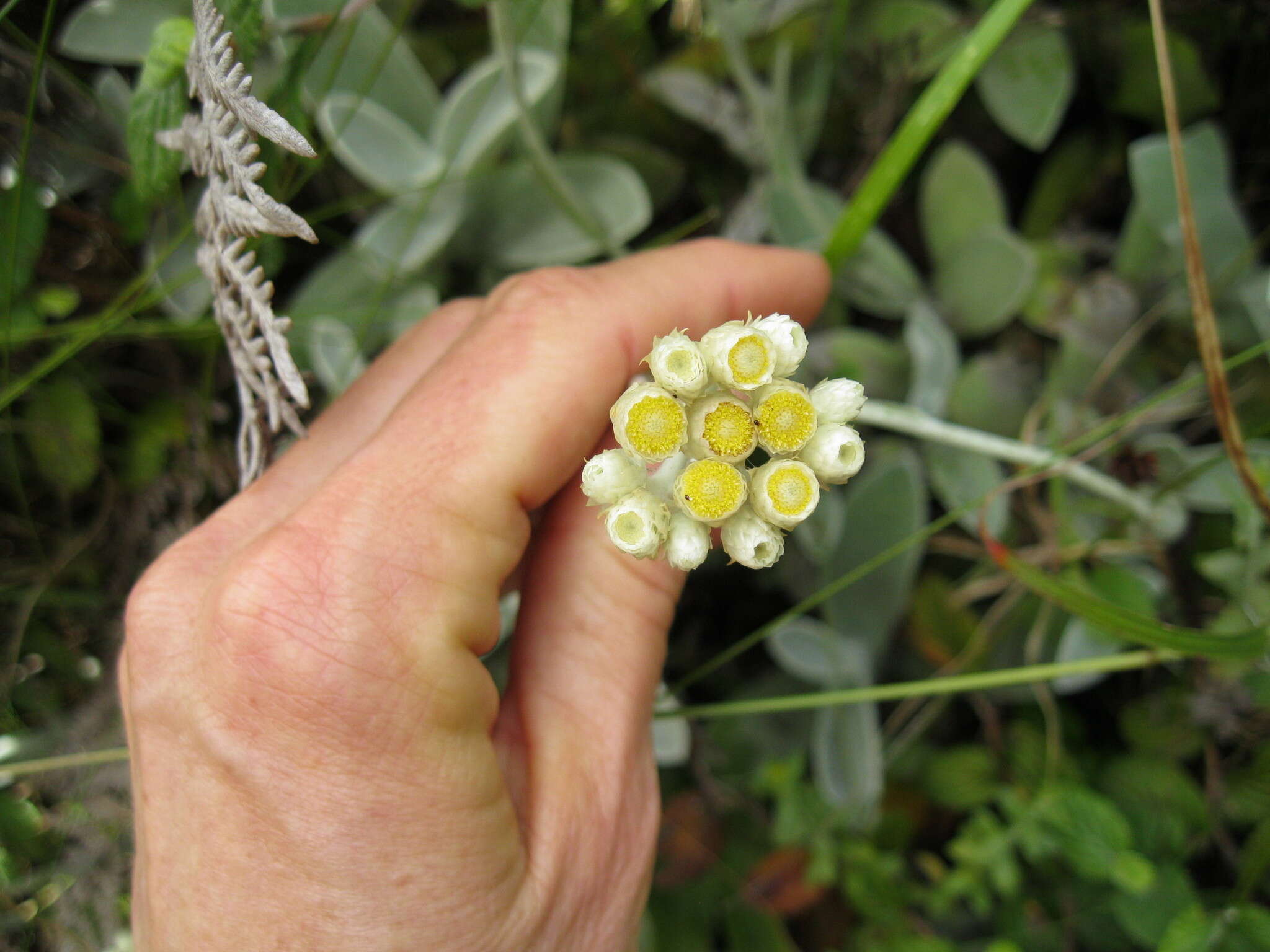 Слика од Helichrysum grandiflorum (L.) D. Don